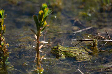 Pelophylax kl. esculentus - Green Frog - Edible frog - Common water frog - Grenouille verte - Grenouille commune