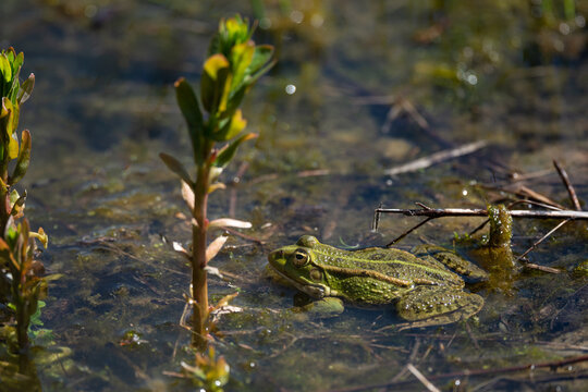 Pelophylax kl. esculentus - Green Frog - Edible frog - Common water frog - Grenouille verte - Grenouille commune