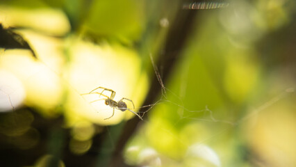 Stunning Close-Up of a Spider: Capturing Nature's Intricate Details and the Beauty of Arachnid Anatomy