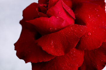 Bright fiery rose after the rain. Drops on the petals