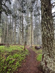 Foggy hike in the PNW