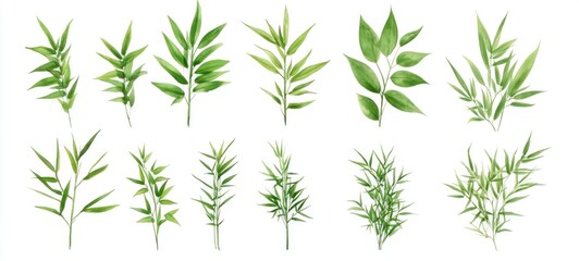 Fototapeta premium Green Watercolor Botanical Illustrations: A Collection of Twelve Diverse Leaves