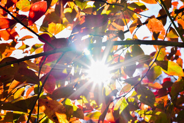 Autumn leaves with the sun shining through background