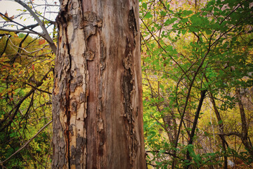 Textured Tree Trunk in Lush Forest
