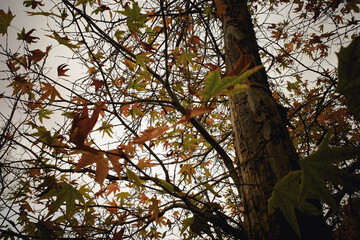 Autumn Leaves on a Tree