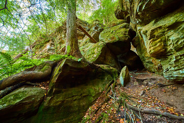 Mossy Boulders and Entwined Roots in Hocking Hills Low Angle View