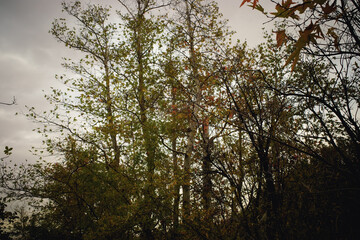 Autumn Trees Under Cloudy Sky