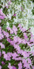 pink flowers in the garden