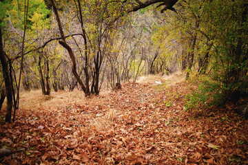 Autumn Forest Path with Fallen Leaves