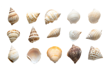 Small seashells on a transparent background. isolated background.