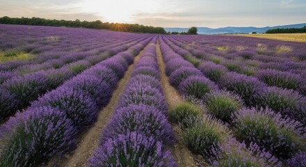 Obraz premium Majestic lavender fields at sunset with mountain backdrop