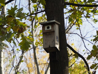 Wooden birdhouse on a tree in an autumn forest with green leaves