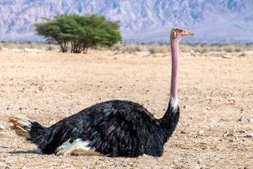 Male of African ostrich (Struthio camelus) in savannah nature reserve, Middle East