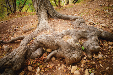 Gnarled Tree Roots in Forest Setting