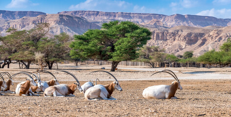Herd of resting antelope scimitar horn Oryx (Oryx leucoryx). Due to danger of extinction the...