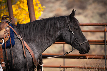 Black roan working cow horse in western halter and western tack tied to corral fence