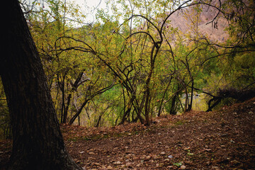 Obraz premium Serene Woodland Landscape with Yellow-Green Foliage