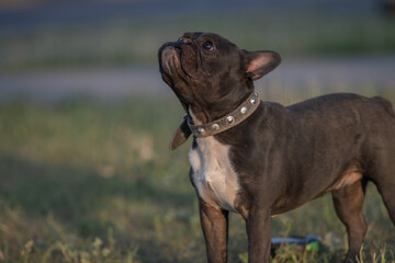 Beautiful purebred French Bulldog on a walk in spring.