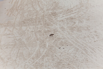 Einsamer Dingo am Strand auf der Nahrungssuche. Australien am Lighthouse Beach,  Seal Rocks New South Wales 2423, Australien