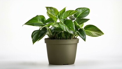 Obraz premium plant in a pot