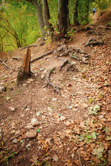 Autumn Trail with Exposed Roots