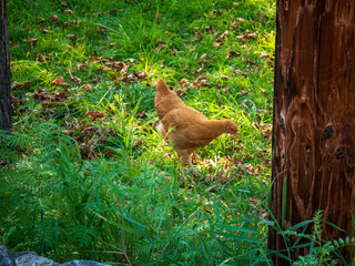A free range chicken eating