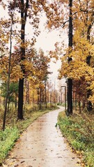 Autumn Path