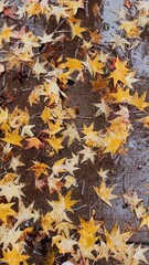 Orange | Yellow | Leaves on Pavement | Raining
