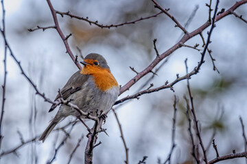 Close up of a Robin perched in a tree in Dorset, UK