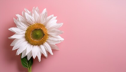 ピンクの背景に隅の白いヒマワリが華やかな印象を添えるシンプルなデザイン。清潔感とナチュラルな美しさが調和した構成です。
