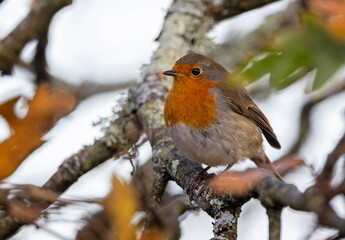 Close up of a Robin perched in a tree surrounded by autumnal coloured leaves in Dorset, UK
