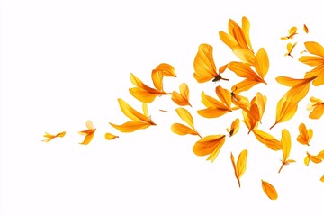 Golden Petals Falling on White Background - Floral Photography