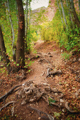Winding Forest Path in Autumn