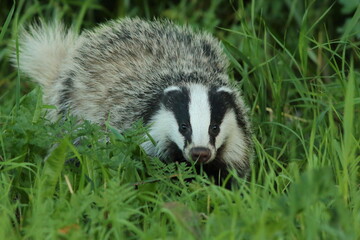 Borsuk (Meles) badger © Bartosz Rakoczy
