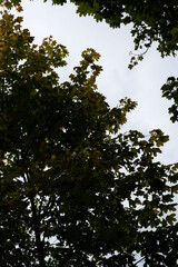 photo Serene Canopy of Green Foliage with Tranquil Sky: Capturing the Essence of Nature's Gentle Breeze Through Lush, Verdant Tree Leaves and Serene, Open Sky Peacefulness