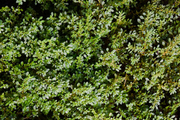 Pilea microphylla is a perennial plant native to Florida, Mexico, the West Indies, and tropical...