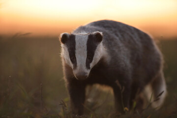 Borsuk (Meles) badger © Bartosz Rakoczy