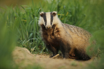 Borsuk (Meles) badger © Bartosz Rakoczy