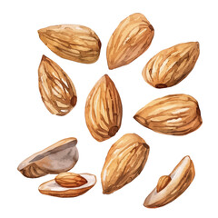 A watercolor painting of a set of almond seeds, isolated on a white background. Almond seeds vector.