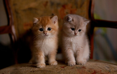 Kitten