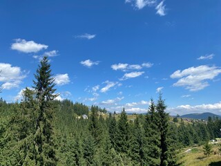 forest in the mountains