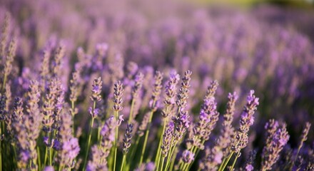 Fototapeta premium Tranquil lavender field in full bloom sunset