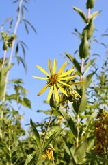 Fototapeta premium A close view of the yellow wildflower in the field.