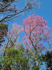 Bosque nativo