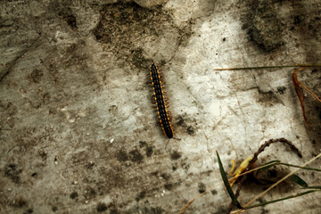 A millipede crawling on a rock surface.