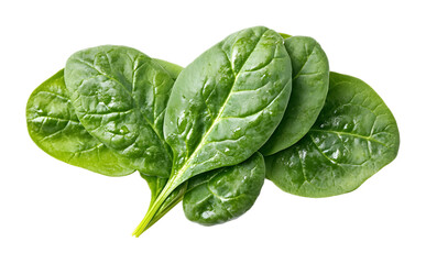 Obraz premium spinach isolated on white background 