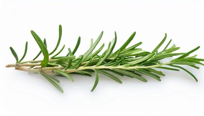 Fototapeta premium Fresh rosemary sprig