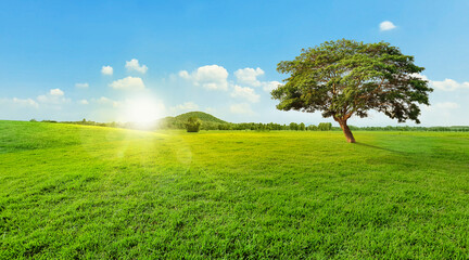 Obraz premium Trees on green grass, blue sky and mountain landscape background, sunset or sunrise light, sun rays, nature feel relax for travel or vacation.