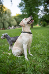 Beautiful purebred Labrador Retriever on a walk outdoors.