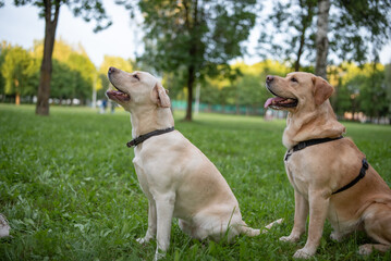 Obraz premium Beautiful purebred Labrador Retriever on a walk outdoors.